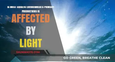 How Light Influences Primary Production in Aquatic Ecosystems