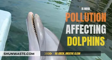 How Noise Pollution Impacts Dolphins' Lives