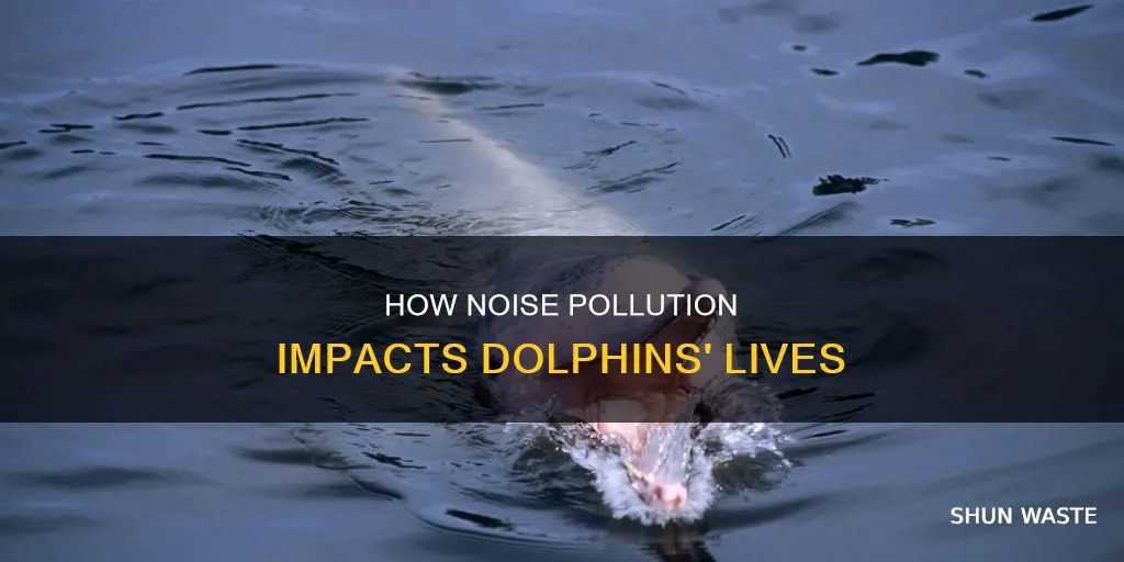 is noise pollution affecting dolphins