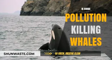 How Noise Pollution is Killing Whales