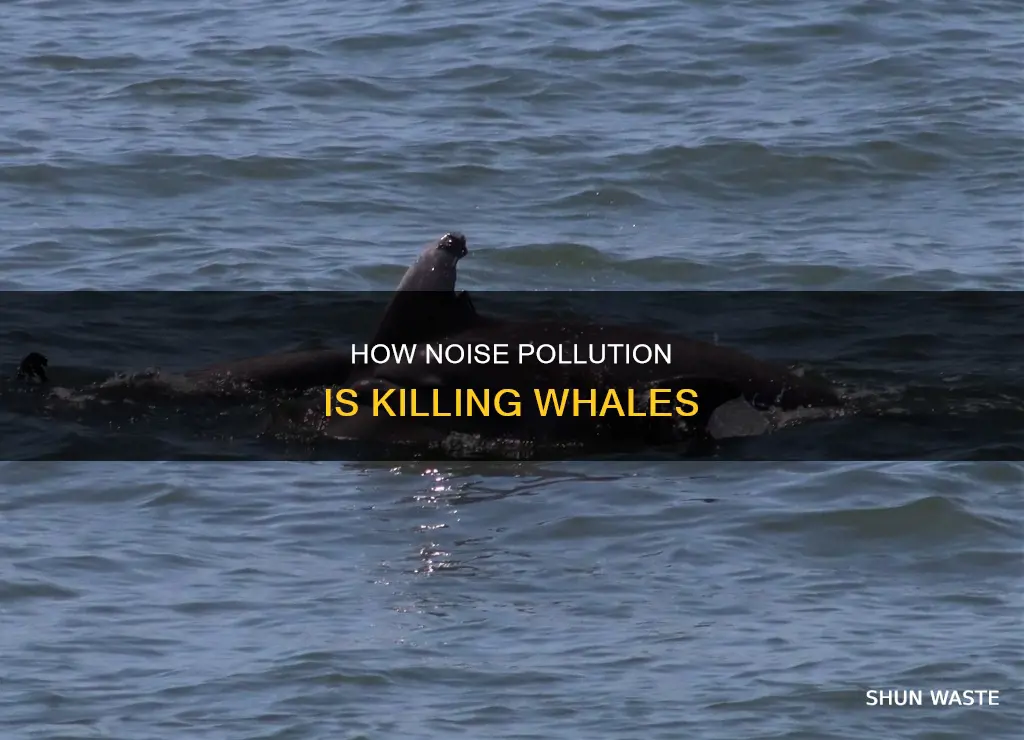 is noise pollution killing whales
