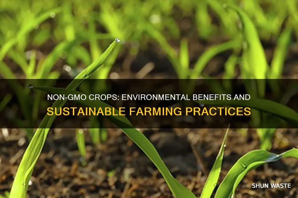 is non gmo good for the environment