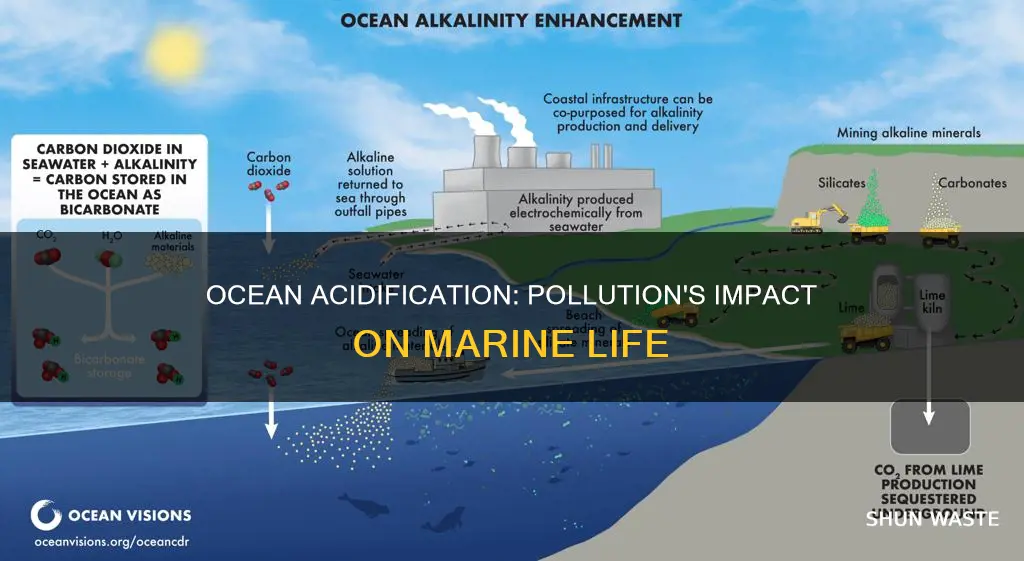 is ocean acidification due to pollution