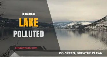 Okanagan Lake's Pollution Problem: What's the Reality?