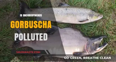 Pollution's Impact on Pink Salmon