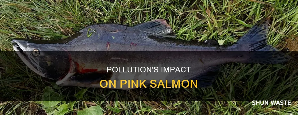 is oncorohynchus gorbuscha polluted