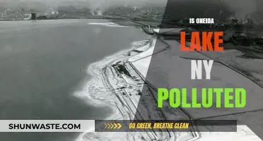 Oneida Lake's Pollution Problem: Is it Getting Worse?