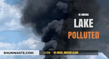 Oneida Lake's Pollution Problem: Is It Getting Worse?