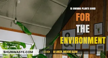 Owning Plants: Eco-Friendly Benefits and Environmental Impact Explained