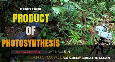 Is Oxygen a Waste Product of Photosynthesis? Unraveling the Myth