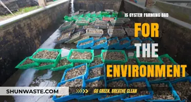 Oyster Farming's Environmental Impact: Sustainable Practice or Ecological Concern?