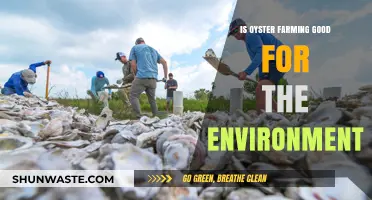 Oyster Farming's Eco-Impact: Sustainable Solution or Environmental Concern?