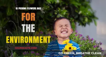 Picking Flowers: Environmental Impact and Sustainable Alternatives Explored