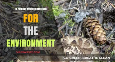 Does Mushroom Foraging Harm Ecosystems? Environmental Impact Explained