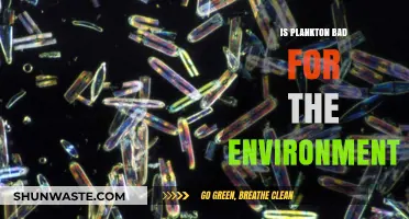 Plankton's Environmental Impact: Friend or Foe to Our Ecosystems?