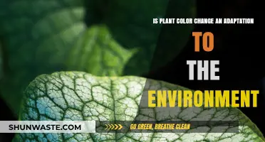 Plant Color Change: Environmental Adaptation or Coincidence?