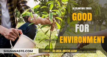 Planting Trees: Environmental Benefits, Climate Impact, and Sustainability Explained