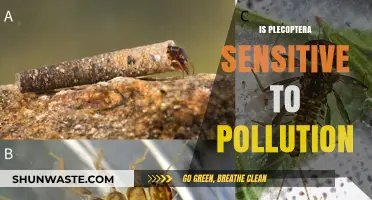 Plecoptera: Pollution's Unseen Victims?