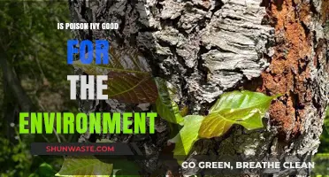 Poison Ivy's Ecological Role: Beneficial or Detrimental to Nature?