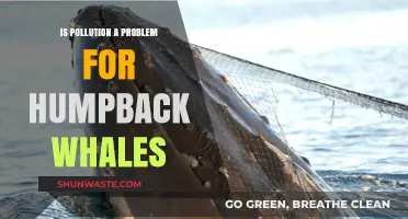 Humpback Whales: Pollution's Impact and Solutions