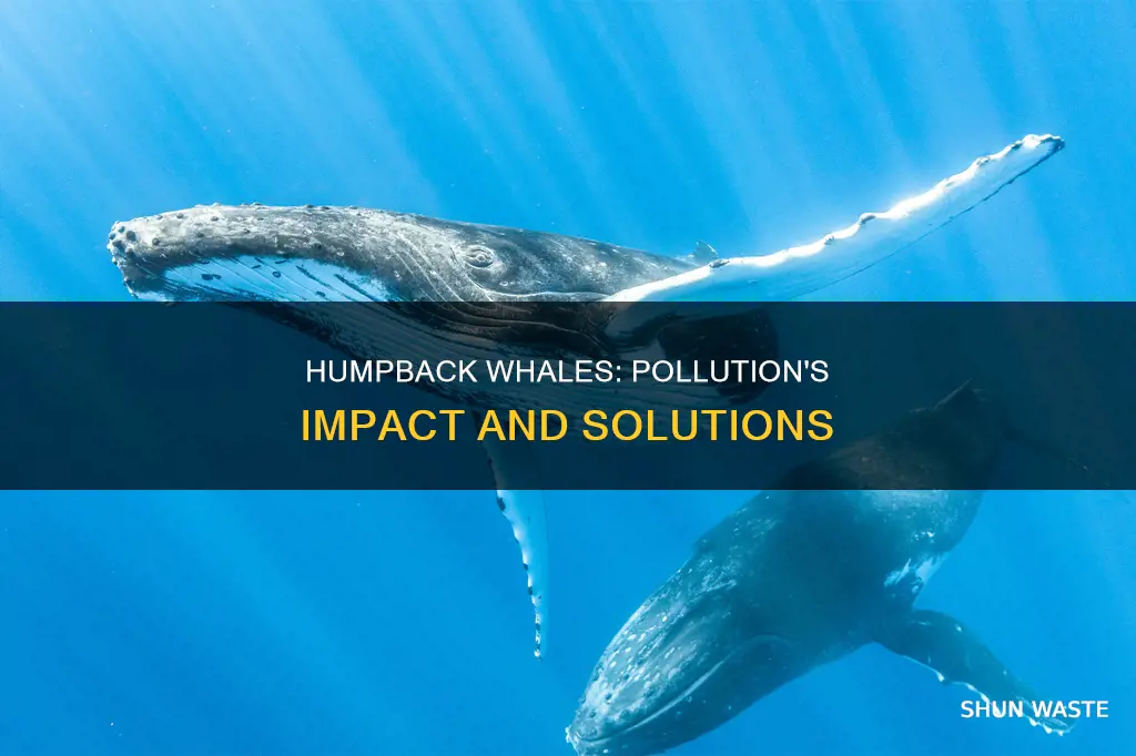 Humpback Whales: Pollution's Impact And Solutions | ShunWaste