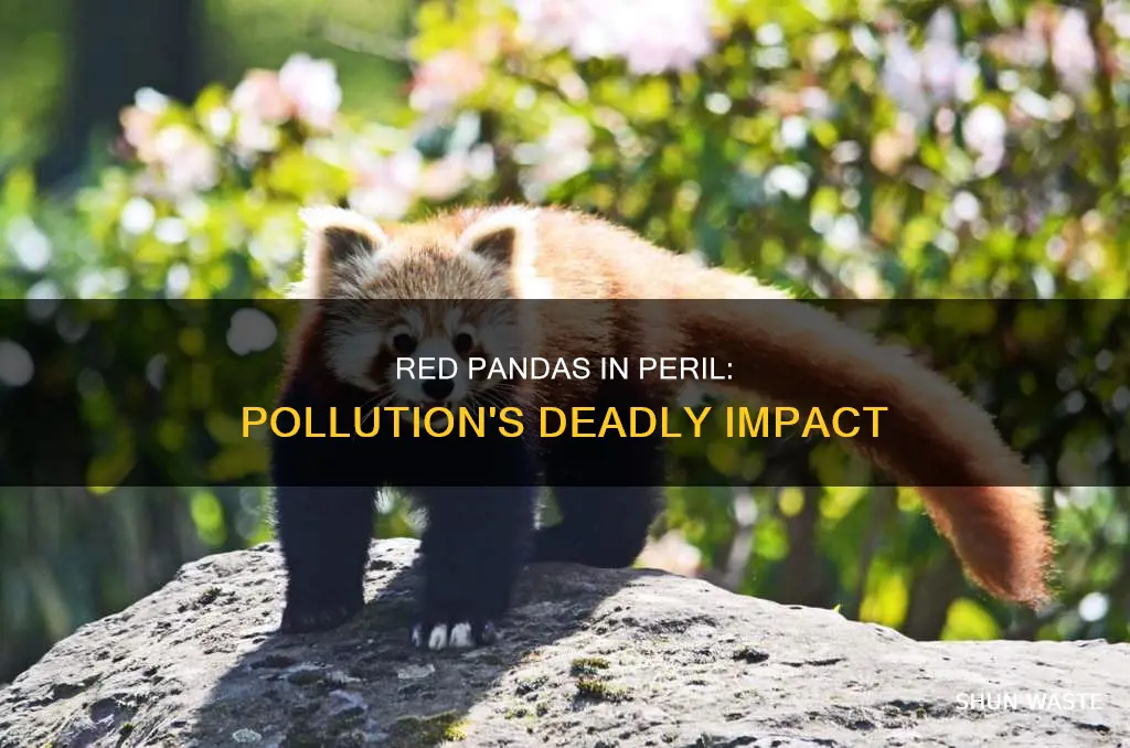 is pollution affecting red pandas