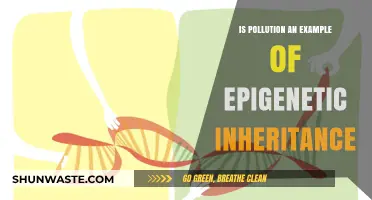 How Pollution Impacts Epigenetic Inheritance