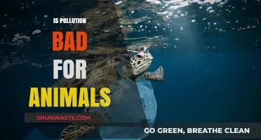 How Pollution Impacts Animals' Lives