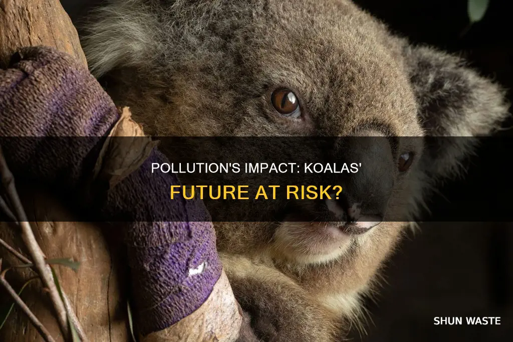 is pollution causing koalas to be endangered