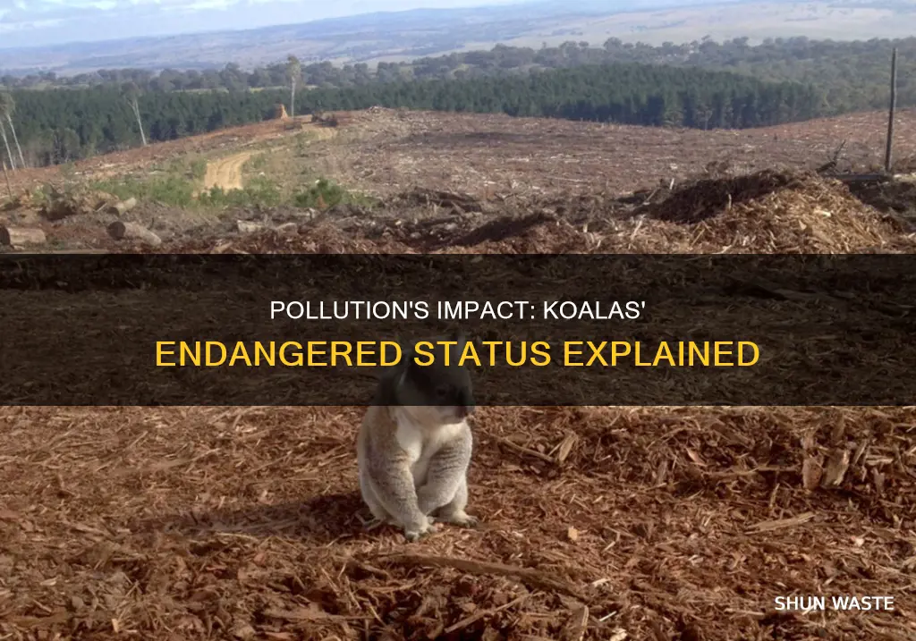 is pollution causing koalas to be endangered