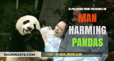 The Impact of Pollution on Pandas' Health