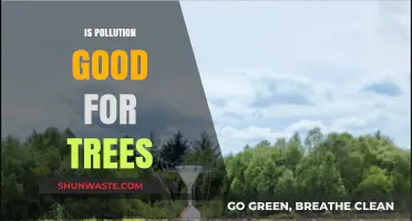 How Pollution Affects Trees and Their Growth
