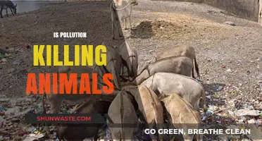 Pollution's Impact: Killing Our Animal Friends