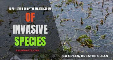 Pollution's Impact: How It Fuels the Spread of Invasive Species