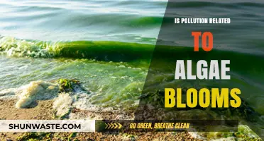 How Pollution and Algae Blooms Are Linked