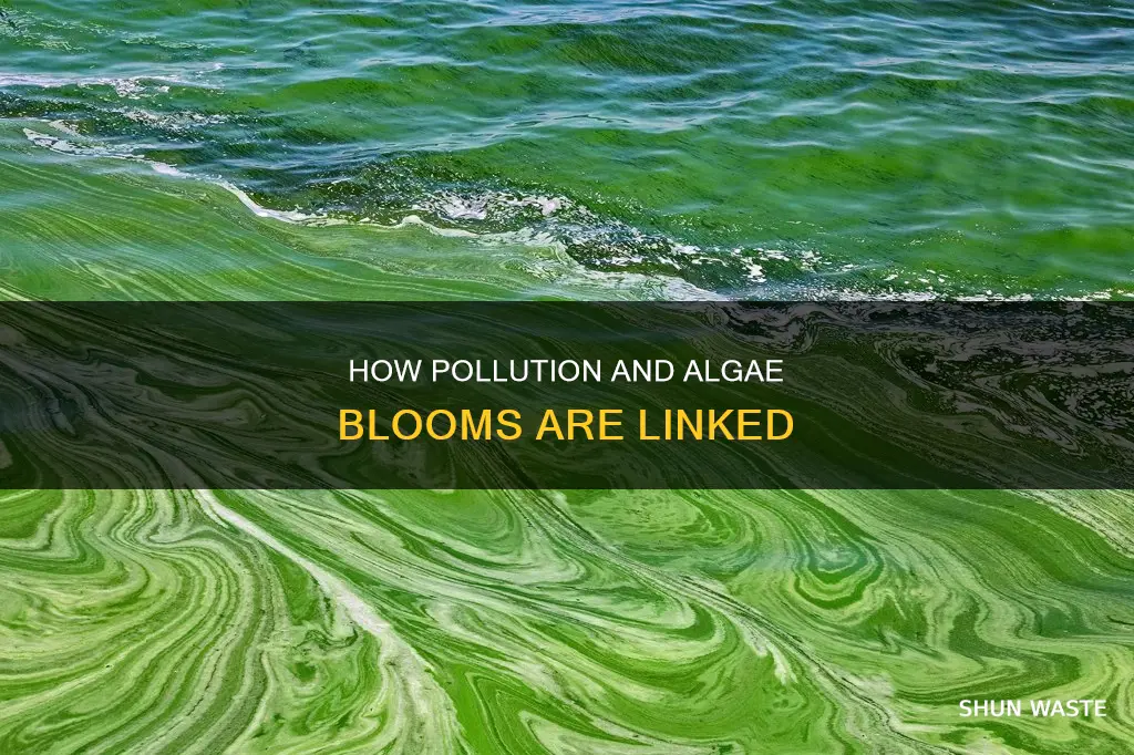 is pollution related to algae blooms