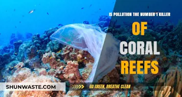Pollution's Deadly Impact on Coral Reefs