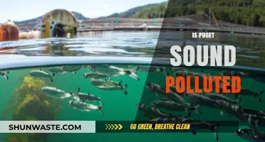 The Pollution Crisis in Puget Sound