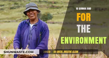 Quinoa's Environmental Impact: Sustainable Superfood or Ecological Concern?