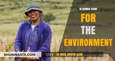 Quinoa's Eco-Impact: Sustainable Superfood or Environmental Concern?