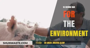 Is Quorn Eco-Friendly? Uncovering Its Environmental Impact and Sustainability