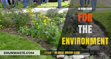 Rain's Environmental Impact: Benefits, Challenges, and Ecosystem Support Explained