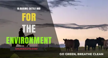 Cattle Farming's Environmental Impact: Sustainable or Harmful Practice?