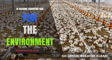 Chickens and the Environment: Sustainable Practice or Ecological Concern?