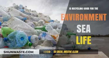 Recycling's Impact: Protecting Our Oceans and Marine Life Effectively