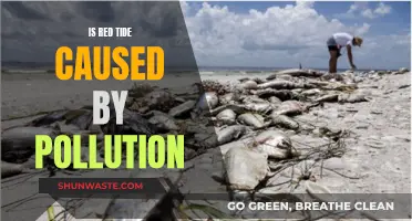 Red Tide: A Natural Phenomenon or a Man-Made Disaster?