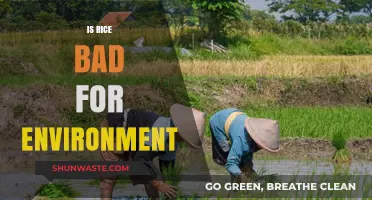 Rice's Environmental Impact: Sustainable Practices vs. Ecological Concerns