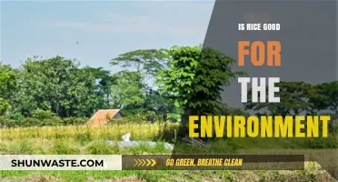 Is Rice Eco-Friendly? Exploring Its Environmental Impact and Sustainability