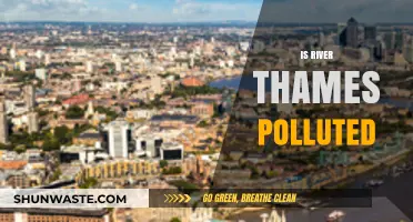 Thames Pollution: Is It Getting Worse?
