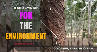 Eco-Friendly Rubber Tapping: Sustainable Harvesting Benefits for Our Planet